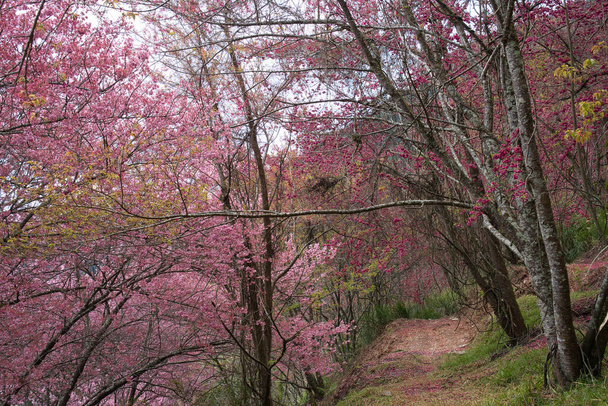 Prachtige roze kersenbloei (sakura boom) in het park. Kersenbloesem seizoen in Wuling Farm, Taichung City, Taiwan. 2022. - Foto, afbeelding