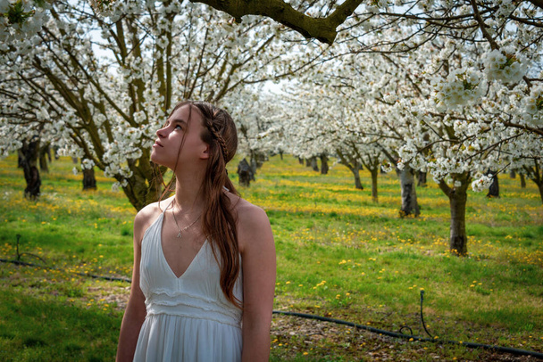portrait of a young woman wearing a white dress  in  a cherry orchard with trees in blossom. spring summer image . - Photo, image