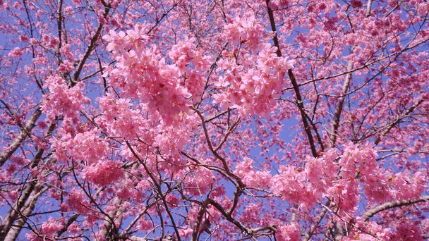 Όμορφη ροζ άνθη κερασιάς (sakura δέντρο) στο πάρκο. Εποχή ανθίσεων κερασιάς στο Wuling Farm, Taichung City, Ταϊβάν. 2022. - Φωτογραφία, εικόνα