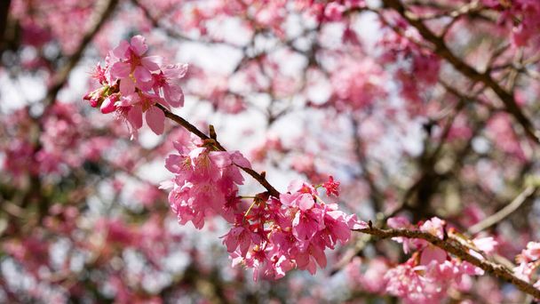 В парке цветет розовая вишня (саженец). Сезон цветения сакуры в Wuling Farm, Тайчжун, Тайвань. 2022. - Фото, изображение