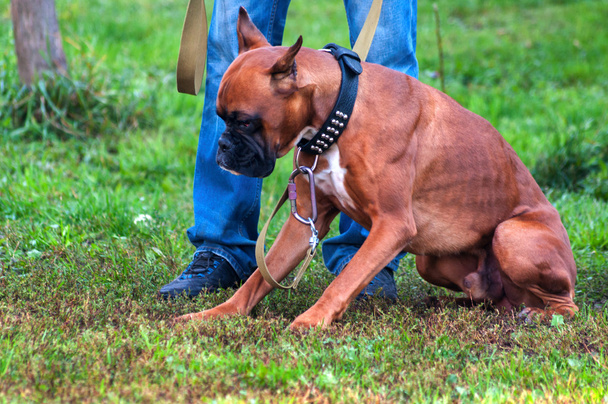 ボクサー犬の訓練 - 順序を敷設 - 写真・画像