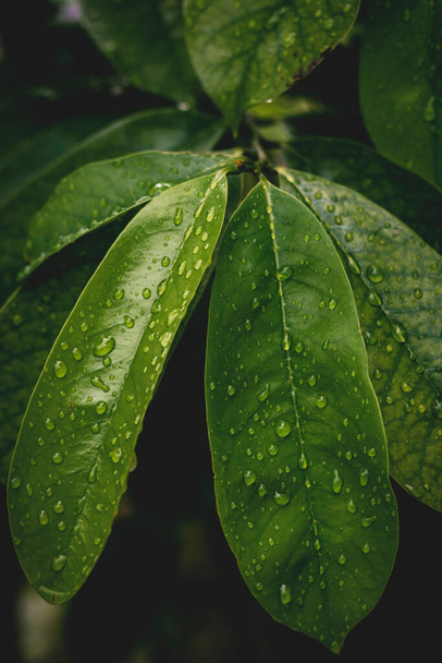капли воды на листву - Фото, изображение
