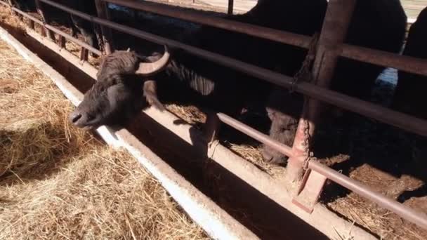 The Child Feeds The Cattle - Footage, Video