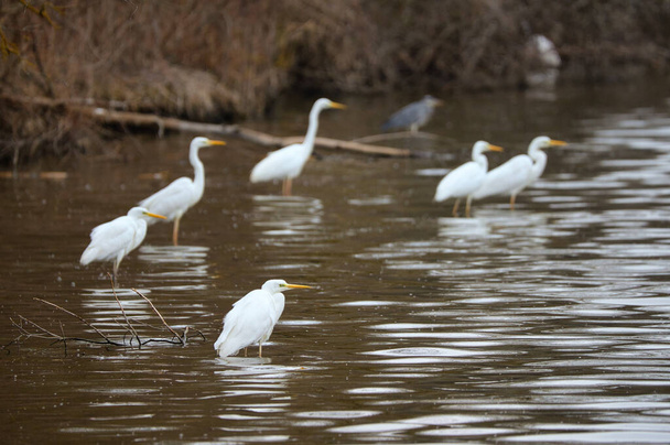 grande egret na água - Foto, Imagem