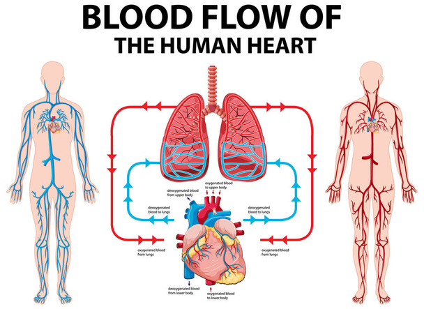 Schema che mostra il flusso sanguigno del cuore umano illustrazione
 - Vettoriali, immagini