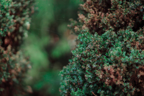 зелена ялинка гілки, флора і листя
 - Фото, зображення