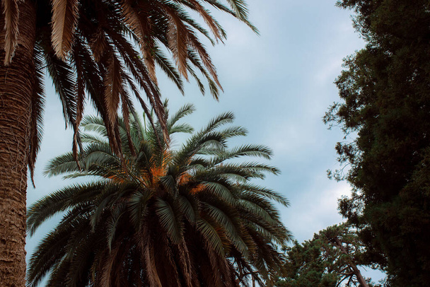 palm trees in the park - Fotoğraf, Görsel