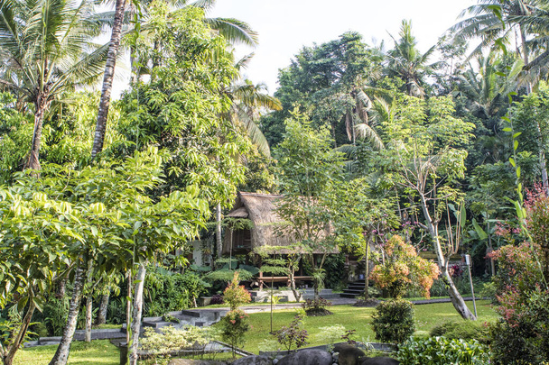 Tropical garden with palm trees in Bali, Indonesia, Asia - Foto, afbeelding