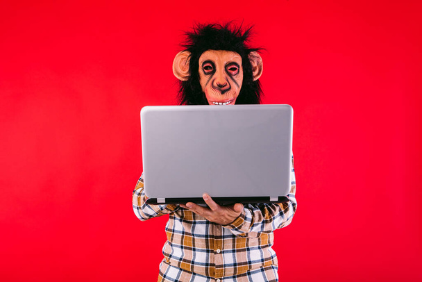 Человек в маске обезьяны шимпанзе и клетчатой рубашке, работает с ноутбуком, на красном фоне. - Фото, изображение