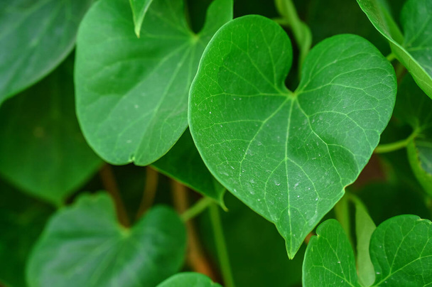 Giloy leaf, amrita, gudbel közelsége - Fotó, kép