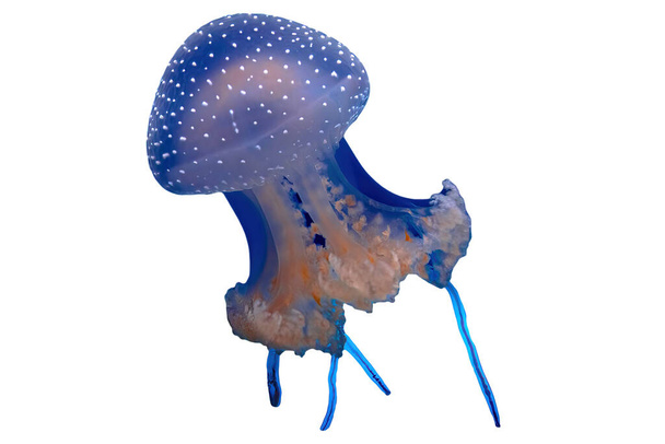 Australský strakaté medúzy - Fotografie, Obrázek