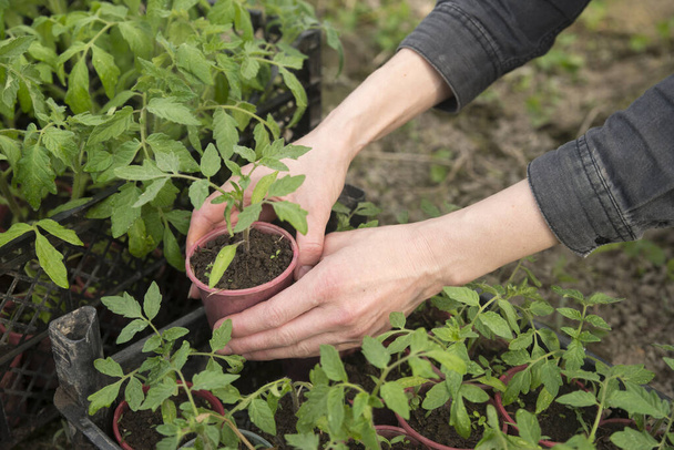 Image of male hands transplanting young plant. - Foto, Bild