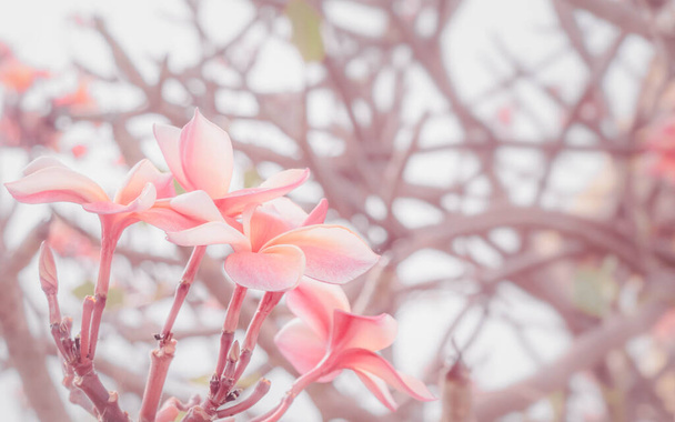 Renkli ve bulanık arkaplan üzerine pastel renk filtresi ile çiçek açan pembe Frangipani çiçeği. Romantik kavram için Pembe Plumeria çiçeği. - Fotoğraf, Görsel