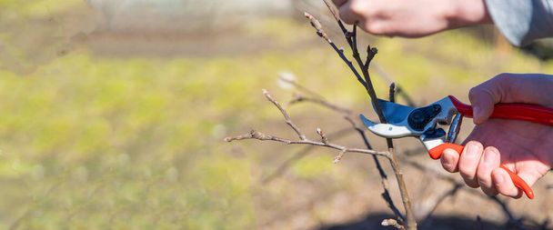 pruning branches with pruning shears. - Photo, Image