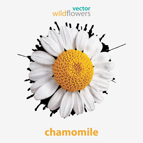 Вектор wildflower, Ромашка
 - Вектор, зображення