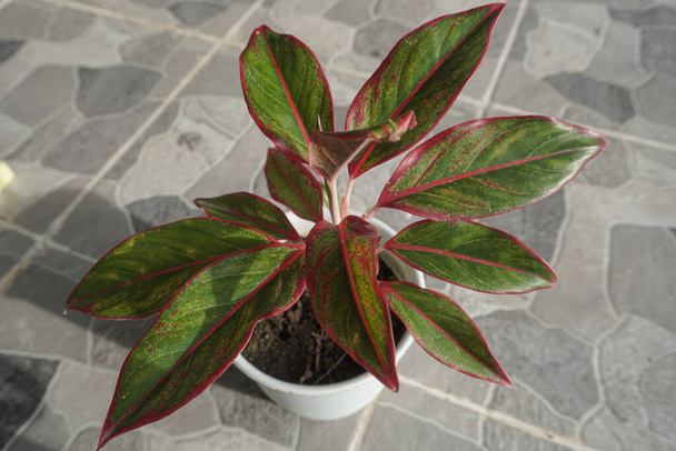 Декоративное растение с зелеными листьями и красными стеблями - Фото, изображение