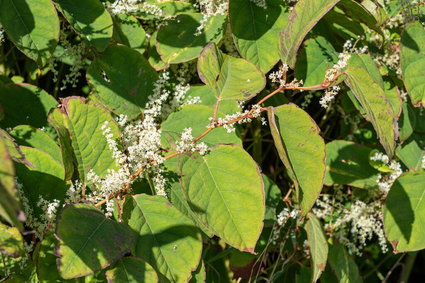 Een stengel van Japanse Knotweed tegen een achtergrond van een bank van de plant. De stengel toont duidelijk de witte bloemen en zig-zag patroon van afwisselende bladgroei in deze plant - Foto, afbeelding