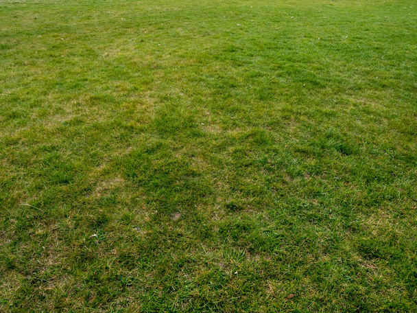 Kosili zielony trawnik. Zielona trawa. Trawa ścinana - Zdjęcie, obraz