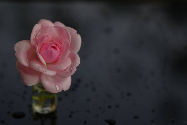 Rose è un fiore da giardino. Fiore su sfondo nero. - Foto, immagini