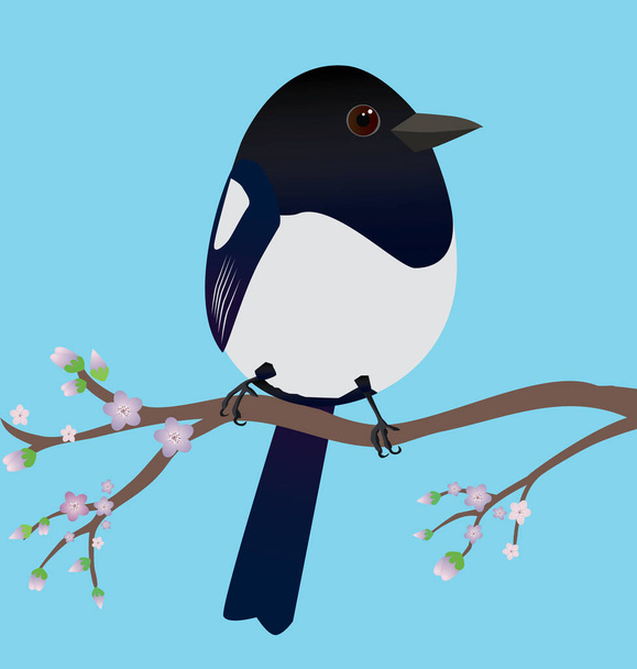 Ein sehr süßer Elster-Vogel in Form eines Eies. Blauer Hintergrund. Der Vogel sitzt auf einem Zweig mit Blüte. - Vektor, Bild
