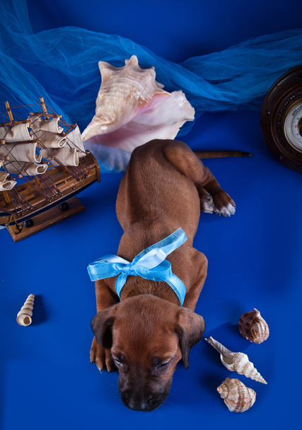Rodezya Ridgeback köpek yavrusu - Fotoğraf, Görsel