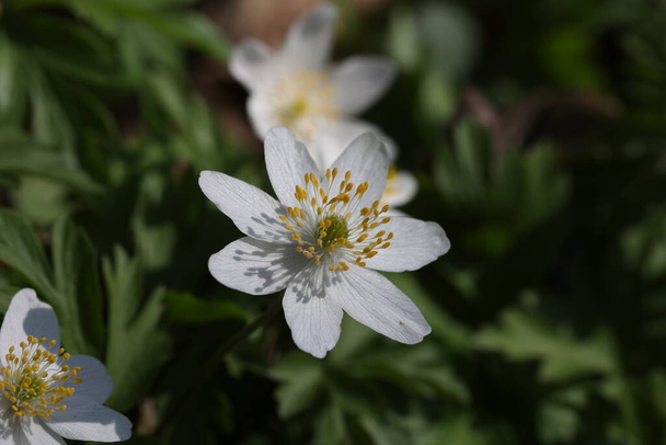 Anemone nemorosa - korai virágok az erdőben tavasszal - Fotó, kép