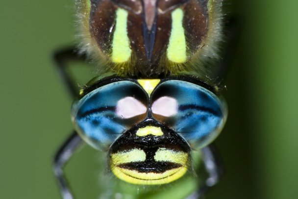 olhos de libélula
 - Foto, Imagem