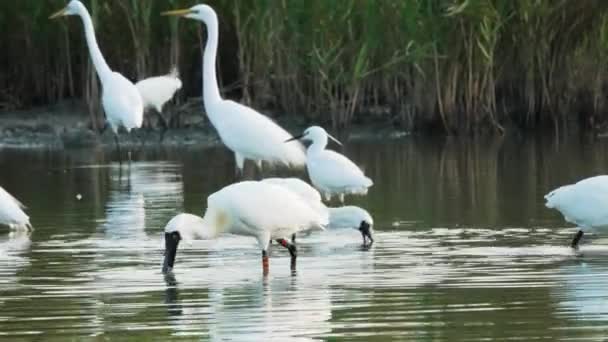 The black-faced spoonbill is devouring the fish. The fish fell into the water and was caught again. (Platalea minor) Some Chinese egrets, Jiading Wetland, Kaohsiung City, Taiwan. - Footage, Video