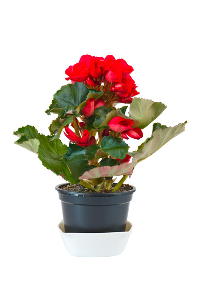 Bégonia rouge en pot
 - Photo, image