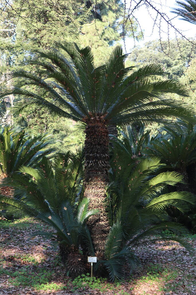 Naples, Campania, Italy - January 19, 2022: Plant of Palma Nana, or Cycas Revoluta, in the 19th-century Real Orto Botanico di Napoli - Photo, Image