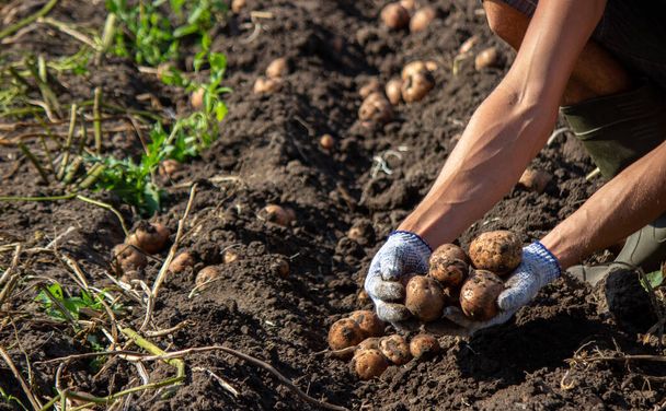 Coltivazione di patate biologiche appena raccolte. Contadino in giardino. focus selettivo - Foto, immagini