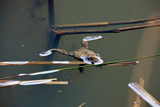 Common toads in the pond during the breeding season. - Photo, Image