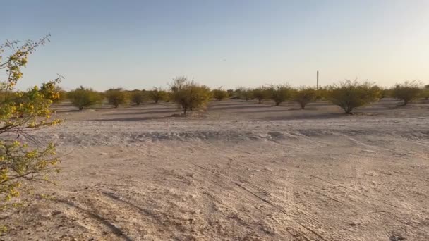 Ralentissez de droite à gauche en filmant des images 4k du paysage avec des acacias soigneusement plantés dans les lacs Al qudra à Dubaï, Émirats arabes unis. - Séquence, vidéo