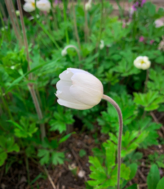 Close up single flower of Snowdrop anemone. White petals bud of  Anemone sylvestris. - Photo, Image