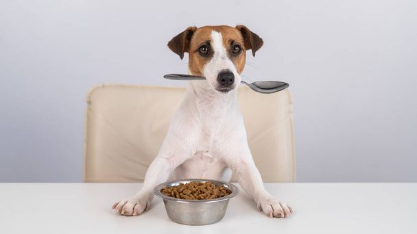 Jack Russell Terrier dog sits at a dinner table with a bowl of dry food and holds a spoon in his mouth.  - Foto, Bild
