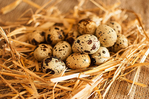 fresh quail eggs - Фото, изображение