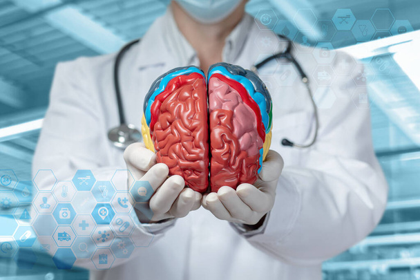 Conceptos de estudio de las funciones cerebrales. Doctor mostrando cerebro sobre fondo borroso. - Foto, Imagen