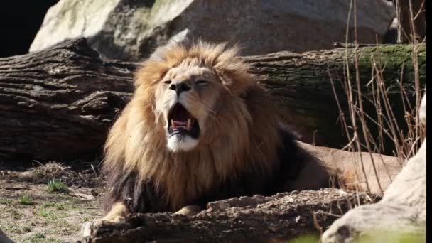 Το λιοντάρι, Panthera leo είναι μία από τις τέσσερις μεγάλες γάτες του γένους Panthera και μέλος της οικογένειας Felidae. - Πλάνα, βίντεο