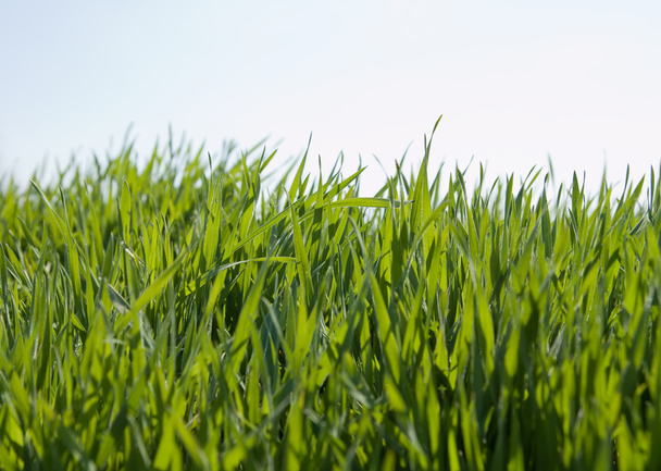 Grass and sky - Foto, afbeelding