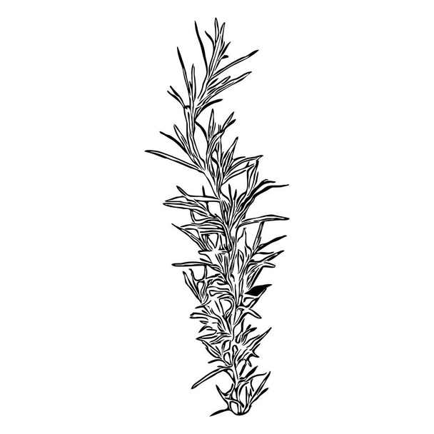 Botanical illustration. Vegetable design element. Black and white color. Isolated icon, sketch, outline, object, logo on a white background. - Foto, Imagem
