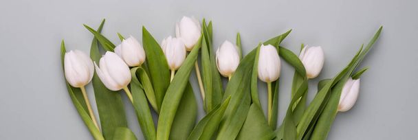 Tavaszi banner fehér tulipánnal. - Fotó, kép