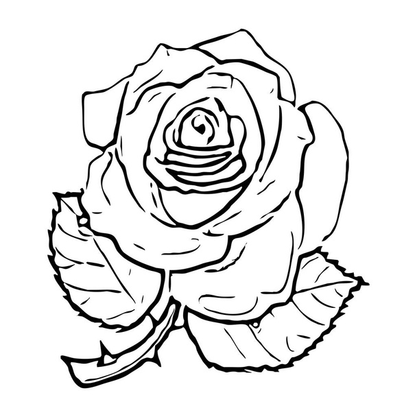 Botanische illustratie. Plantaardig design element. Zwart-wit kleur. Geïsoleerd icoon, schets, schema, object, logo op een witte achtergrond. - Foto, afbeelding