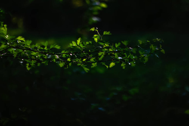 Defocus fresh green tree leaves, frame. Natural background. Closeup beautiful view of nature green leaf on blurred background with sunlight and copy space. summer wallpaper. Dark emerald Out of focus. - Φωτογραφία, εικόνα