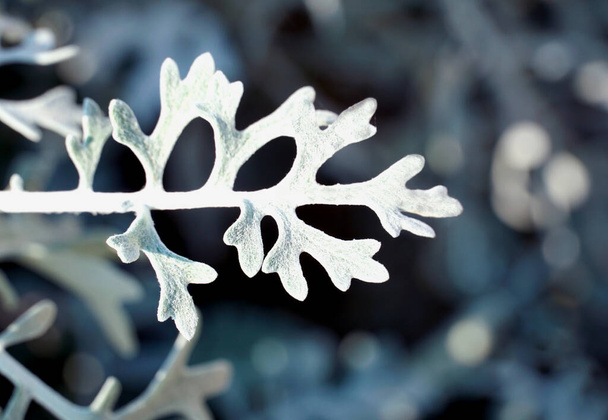 Gyönyörű szokatlan ezüstös-fehér durva levél egy dísznövény homályos háttér - Fotó, kép
