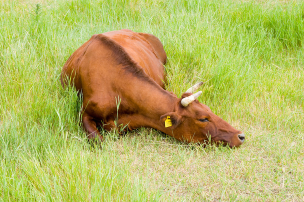 Червоний степ корова
 - Фото, зображення