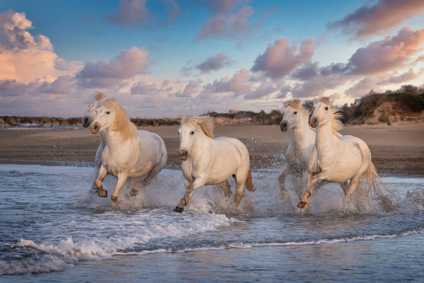 Des chevaux blancs galopent dans l'eau dans toute la mer en Camargue, France. - Photo, image