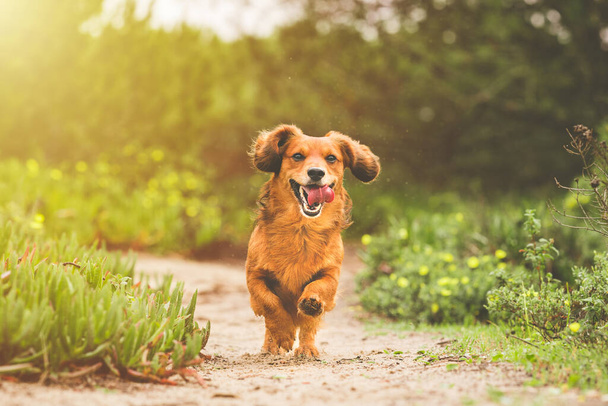 Mutlu uzun saçlı Dachshund köpeği doğada güneşli bir günde dışarı koşuyor. - Fotoğraf, Görsel