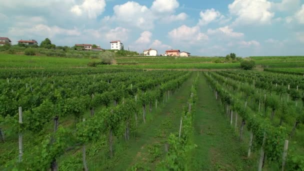 AÉRIAL : Des vignes verdoyantes peuplent les célèbres collines de Goriska Brda, Slovénie. - Séquence, vidéo