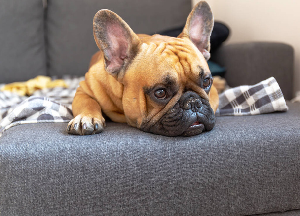 french bulldog lying on the sofa - Фото, зображення