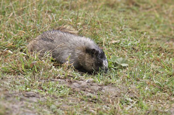 Седой сурок (marmota caligata), кормящийся на травянистой почве - Фото, изображение